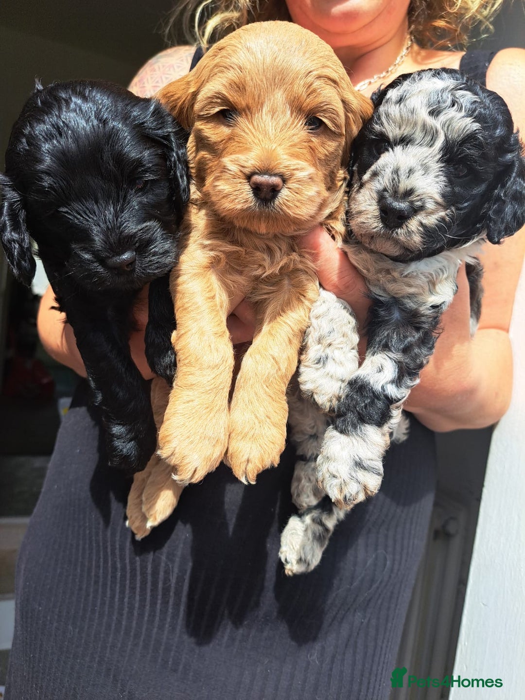 Miniature Poodle dogs for stud: Gorgeous mini poodle carries merle gene  in Swindon - Image 7
