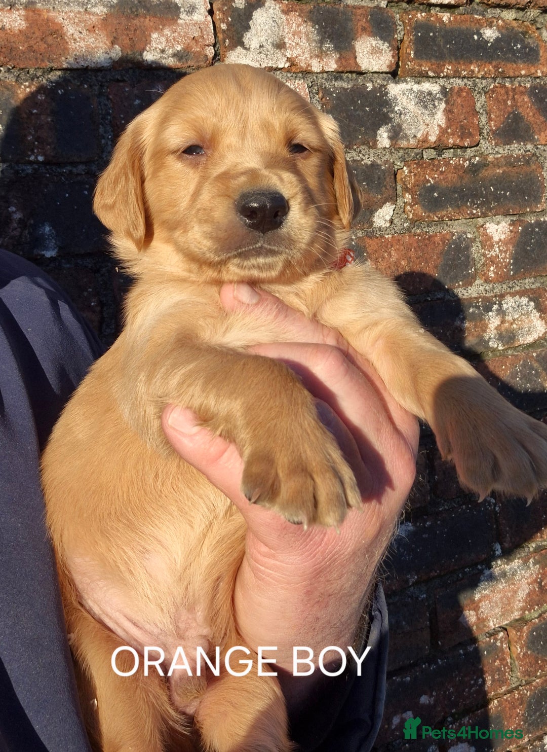 Golden Retriever dogs for sale: KC GOLDEN RETRIEVER PUPPIES, HEALTH SCORED PARENTS - Advert 19