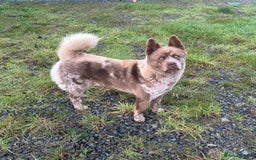 Mixed Breed dogs for sale: Simba rare chocolate Merle chowsky male for sale - Advert 1