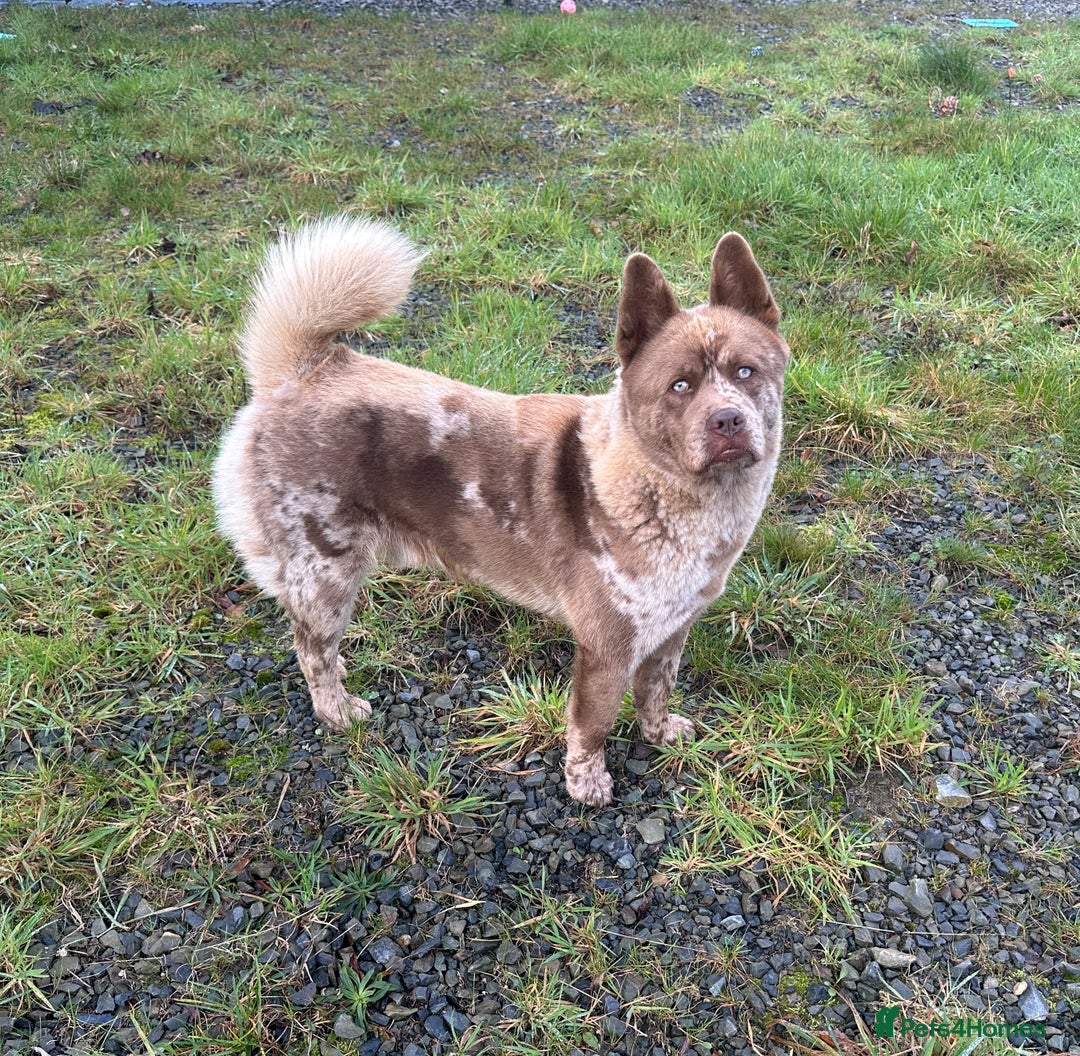 Mixed Breed dogs for sale: Simba rare chocolate Merle chowsky male for sale - Advert 1