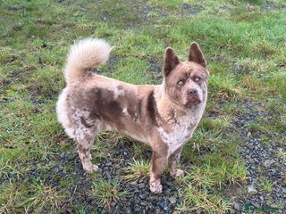 Mixed Breed dogs Simba rare chocolate Merle chowsky male for sale - Advert 3