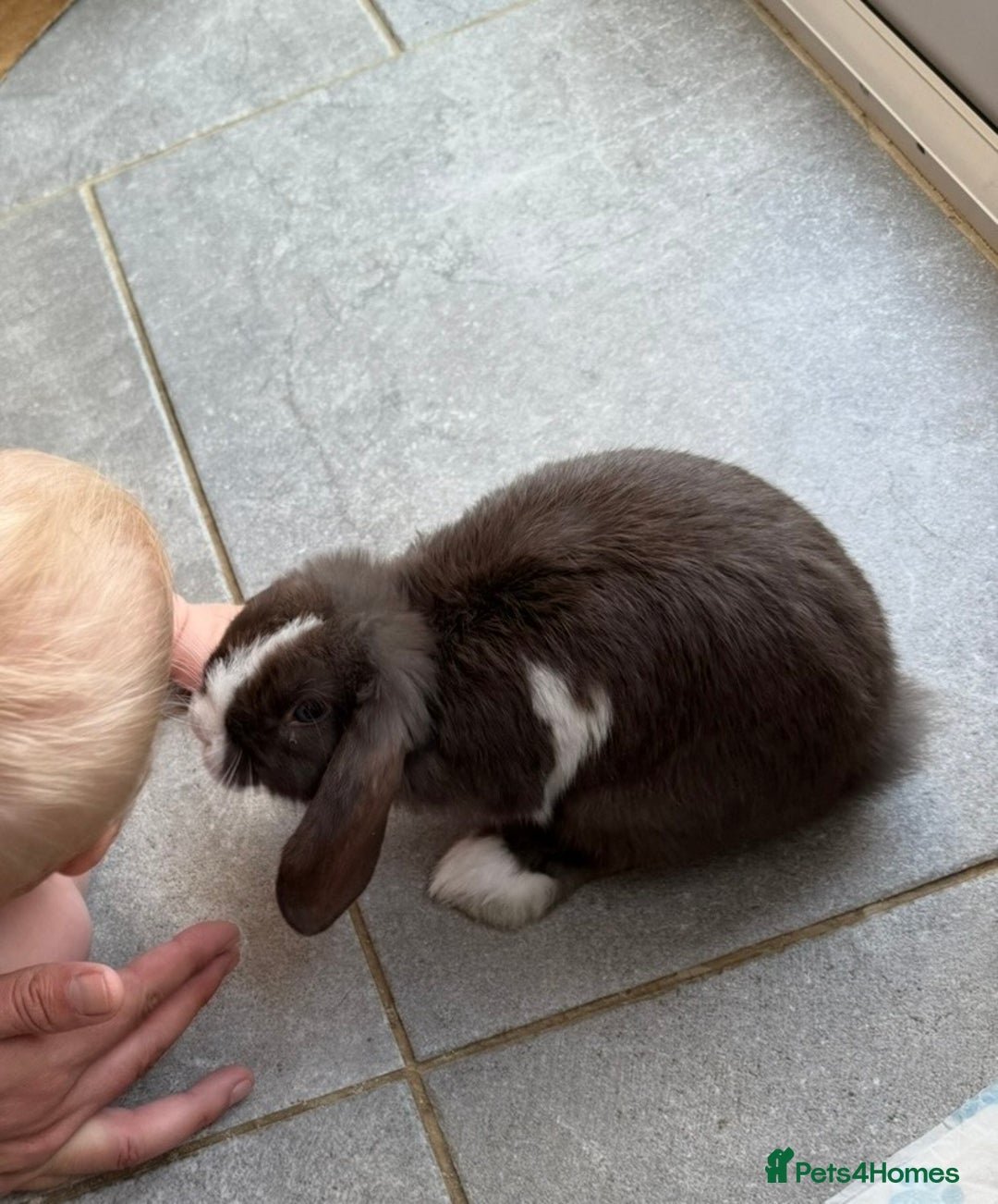 Mini Lop rabbits for sale: House rabbit  - Advert 5