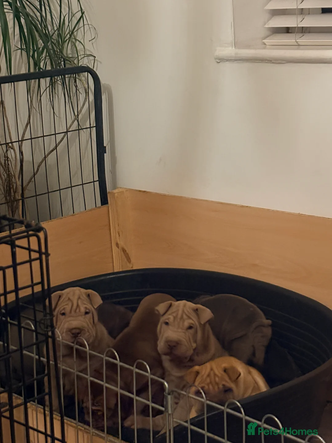 Shar Pei dogs for sale: Shar Pei Puppies looking for forever homes - Advert 6