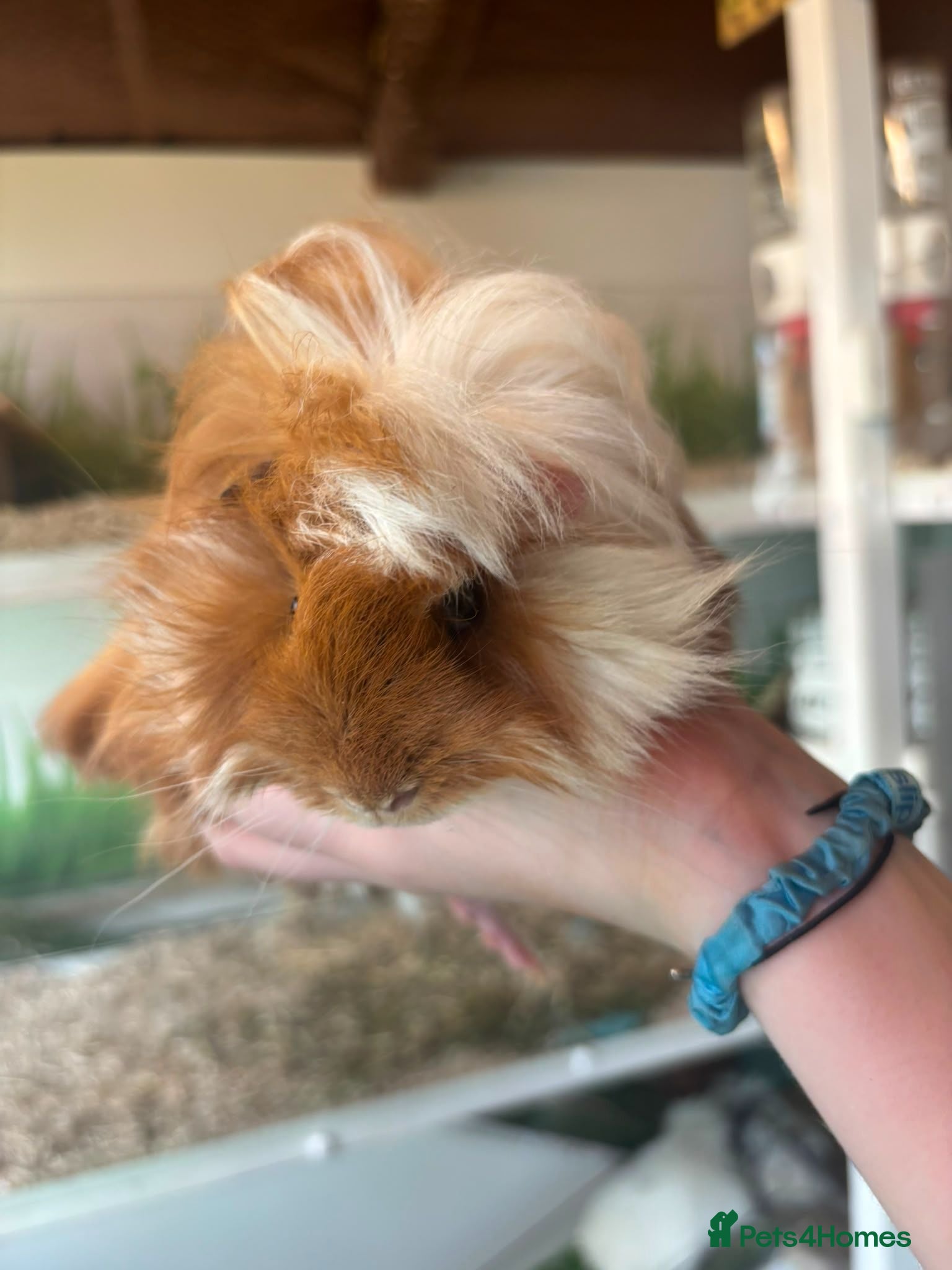 Guinea Pig rodents Peruvian, Sheltie & Alpaca Guinea Pig baby boars - Advert 1