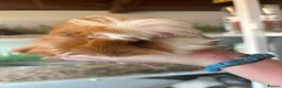 Guinea Pig rodents for sale: Peruvian, Sheltie & Alpaca Guinea Pig baby boars - Advert 1