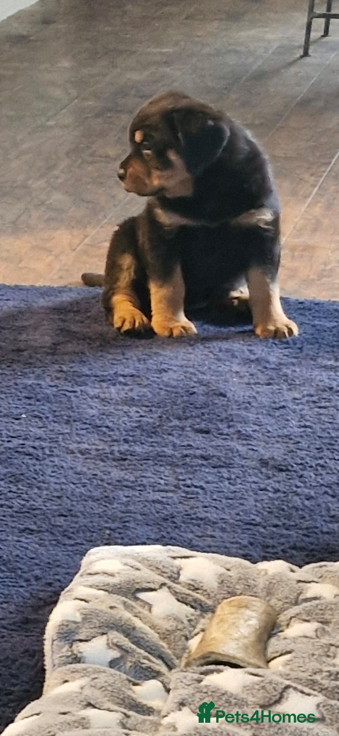 Rottweiler dogs Beautiful Rottweiler pups - Advert 12