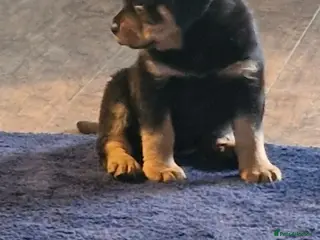 Rottweiler dogs Beautiful Rottweiler pups - Advert 12