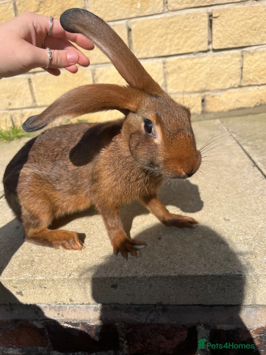 Belgian Hares rabbits for sale: BUCK & DOE - BELGIAN HARES  - Advert 1