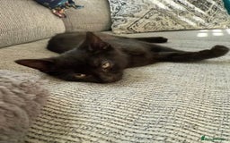 Mixed Breed cats for sale: Female black kitten  - Image 2