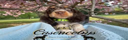 Cocker Spaniel dogs for sale: READY NOW- DNA TESTED choc roan & tan show cocker - Advert 1