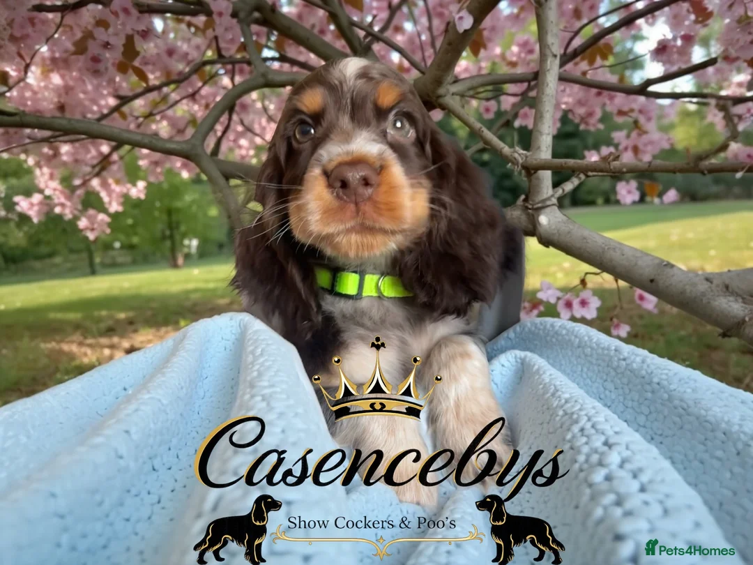 Cocker Spaniel dogs for sale: READY NOW- DNA TESTED choc roan & tan show cocker - Advert 1