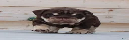 English Bulldog dogs for sale: Outstanding Litter of English Bulldogs - Advert 10