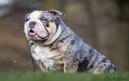 English Bulldog dogs for stud: Blue Merle bulldog stud  in Hamilton - Image 1