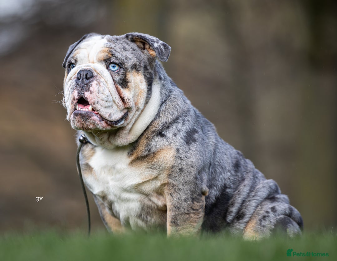 English Bulldog dogs for stud: Blue Merle bulldog stud  in Hamilton - Image 1
