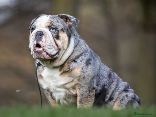 English Bulldog dogs in Hamilton - Advert 3
