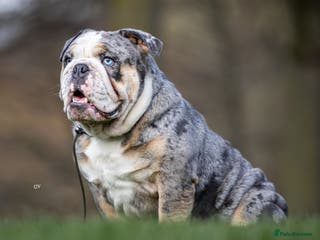 English Bulldog dogs Champion merle bulldog stud in Hamilton - Advert 2