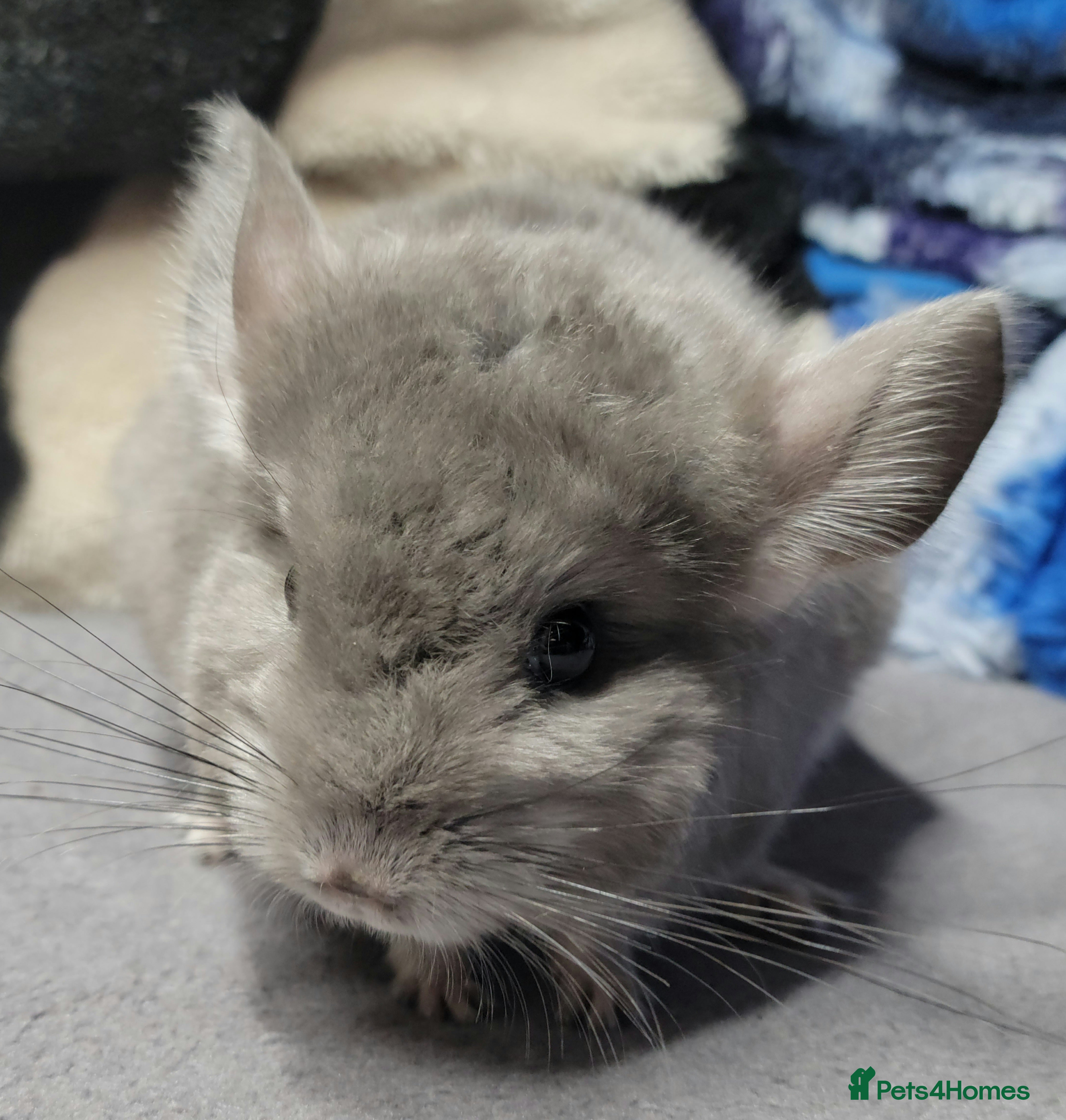 Chinchilla rodents Baby male chinchillas - Advert 6