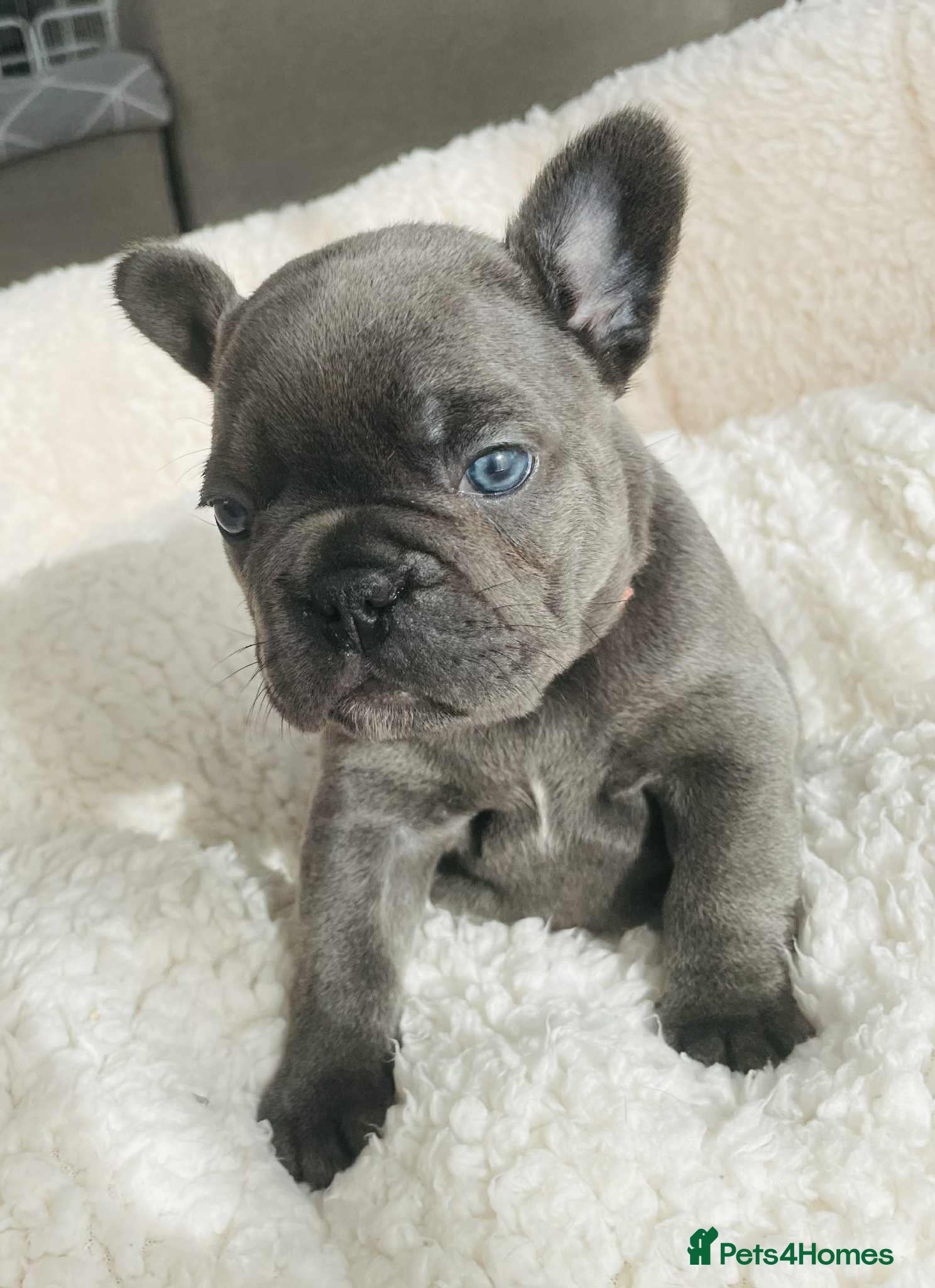 French Bulldog dogs KC registered puppies for sale - Advert 2