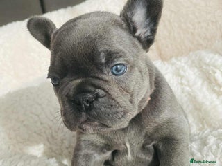 French Bulldog dogs KC registered puppies for sale - Advert 3