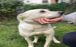 Mixed Breed dogs for adoption: 💖🐶 BILOCHKA 🐶💖 - Image 13