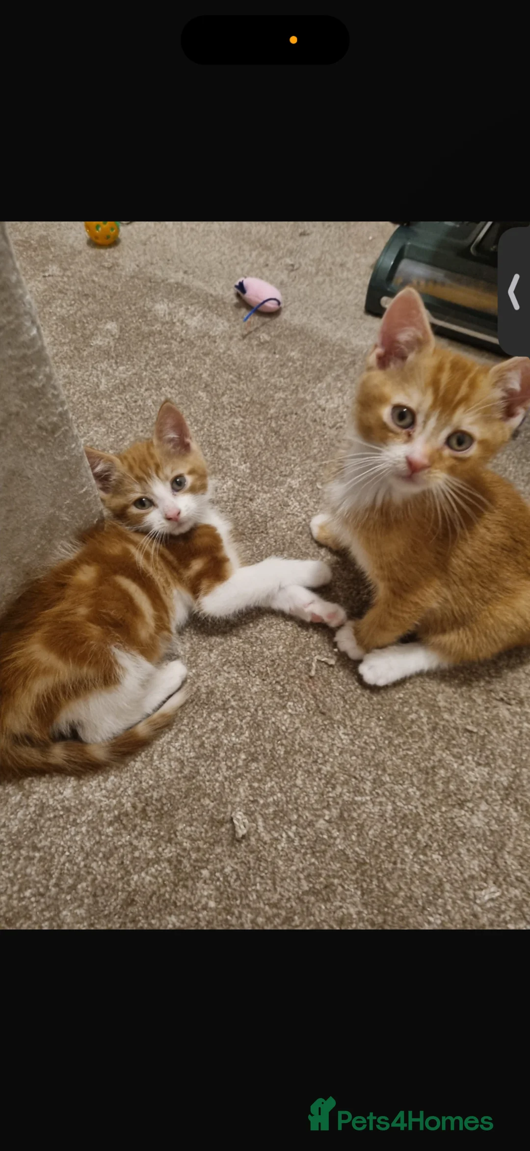 British Longhair cats for sale: Ginger kittens - Advert 2