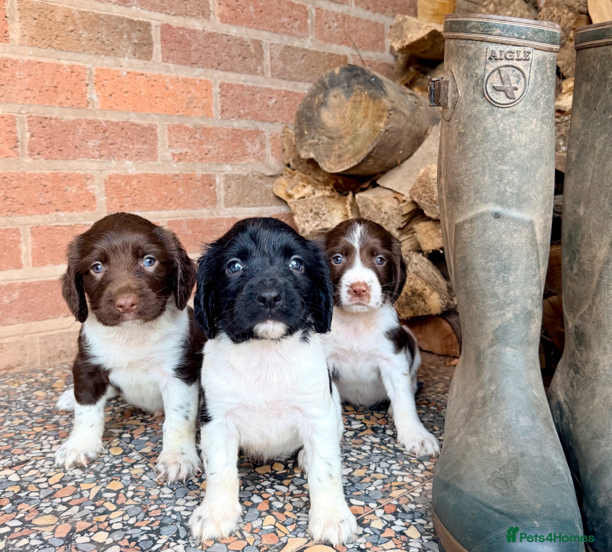 English Springer Spaniel dogs KC FTCH English Springer Spaniel Puppies - Advert 1