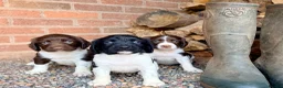 English Springer Spaniel dogs for sale: KC, Heath tested, Champion bred Springer Spaniels - Advert 3