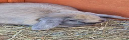 Mini Lop rabbits for sale: Gorgeous lop Rabbit, fully vaccinated 4 months old - Advert 2