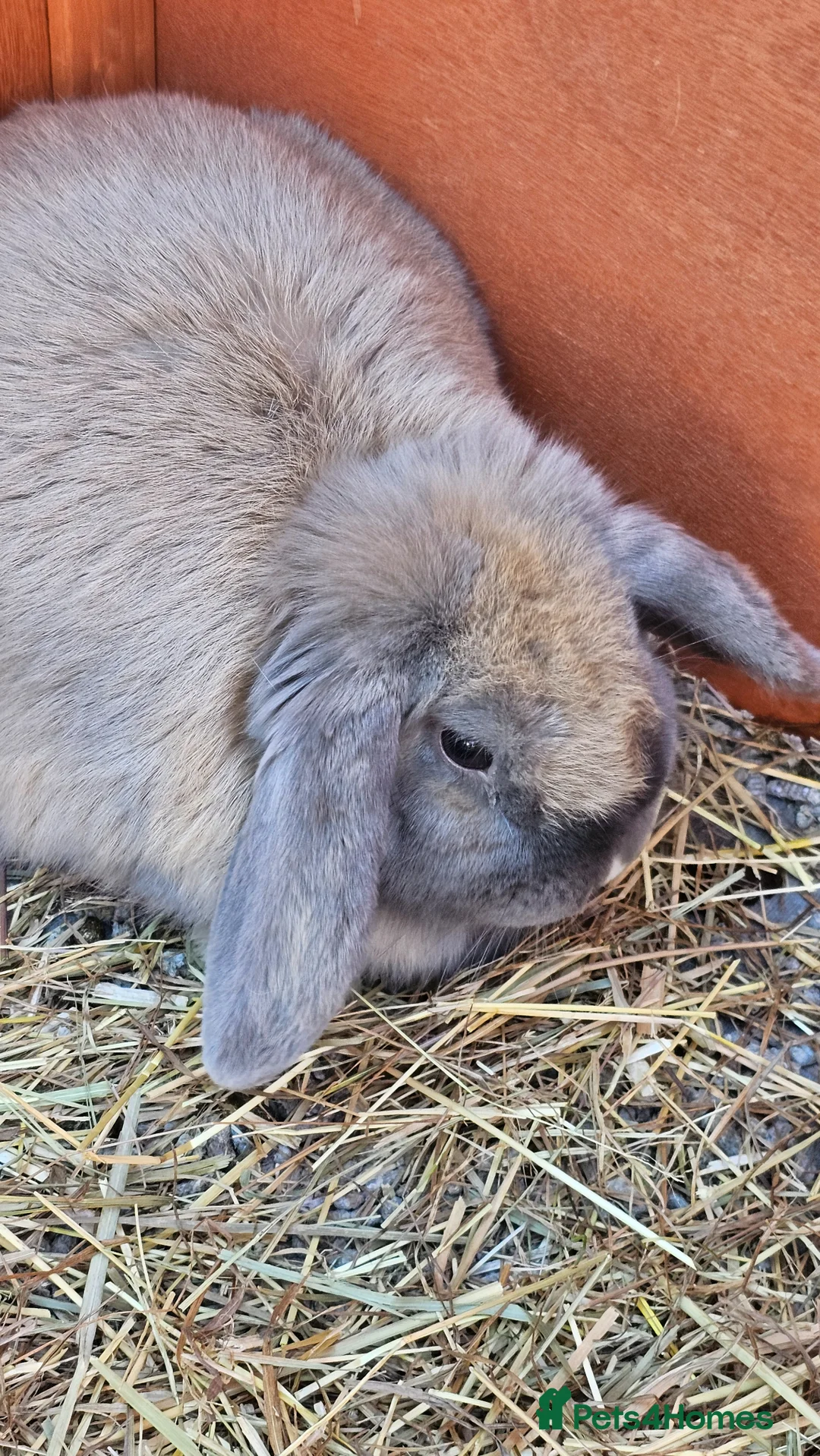 Mini Lop rabbits for sale: Gorgeous lop Rabbit, fully vaccinated 4 months old - Advert 2