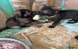 Mixed Breed dogs for sale: German shepherd x Belgian Malinois - Image 5