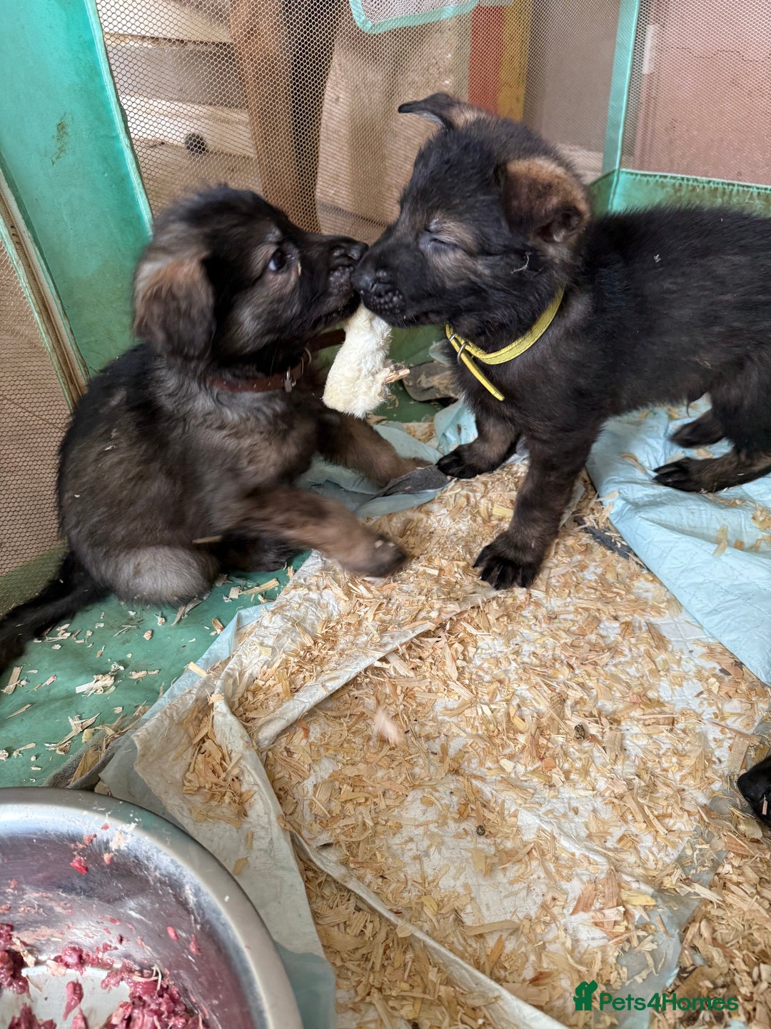 Mixed Breed dogs for sale: German shepherd x Belgian Malinois - Image 5