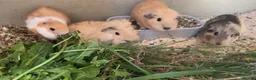 Guinea Pig rodents for sale: Lunkyra and Californian baby guinea pigs  - Advert 3