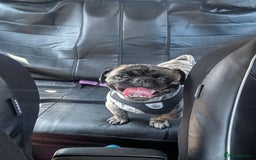 Mixed Breed dogs for sale: 5 year old pug-zu - Image 3
