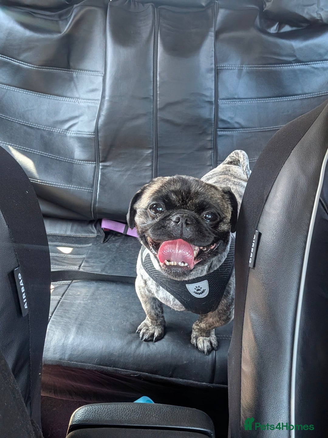 Mixed Breed dogs for sale: 5 year old pug-zu - Image 3