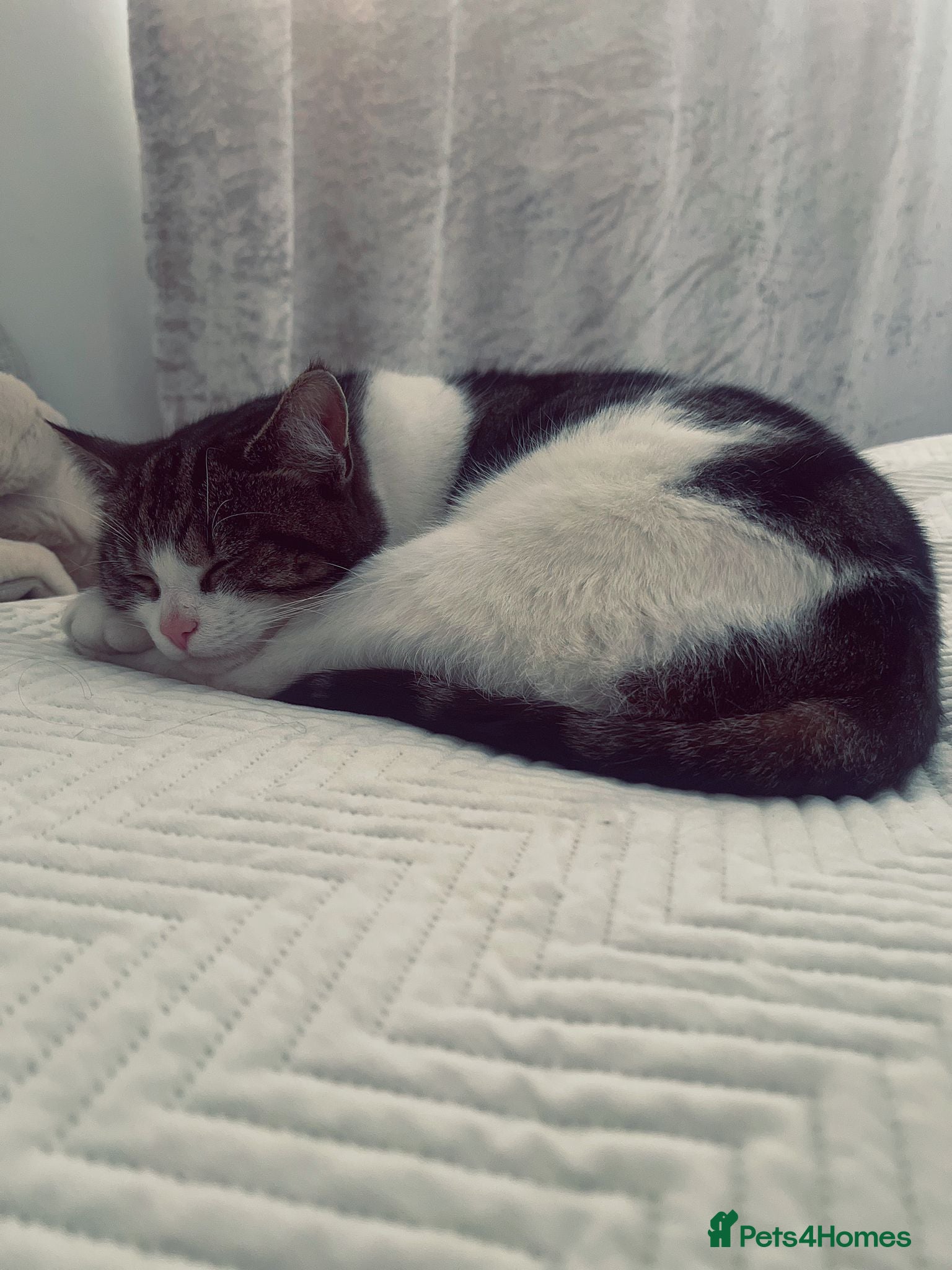 Mixed Breed cats Cat for sale  - Advert 2