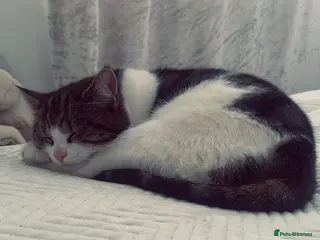 Mixed Breed cats Cat for sale - Advert 2