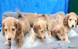 Miniature Dachshund dogs for sale: SHADED CREAM SUPER MINI DAXIS KC REG PRA CLR - Image 6