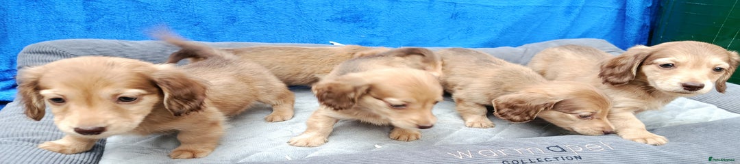 Miniature Dachshund Puppy 3