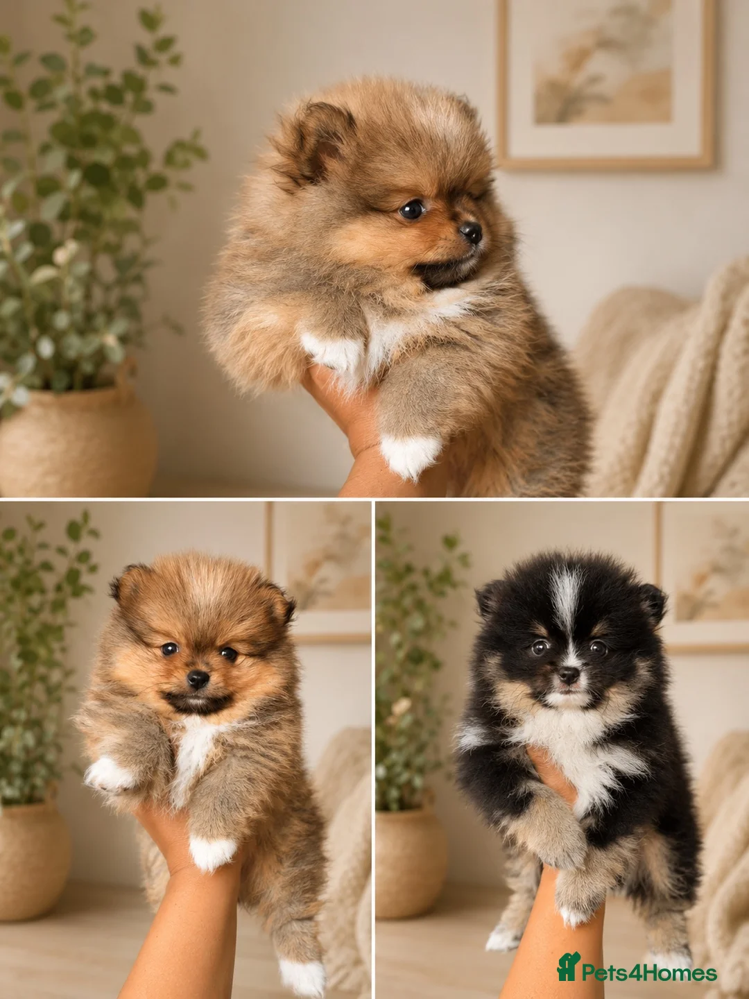 Pomeranian dogs for sale: 2 miniature boy Poms for sale  - Advert 2