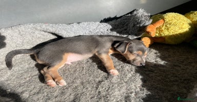 Jack Russell dogs - Advert 22