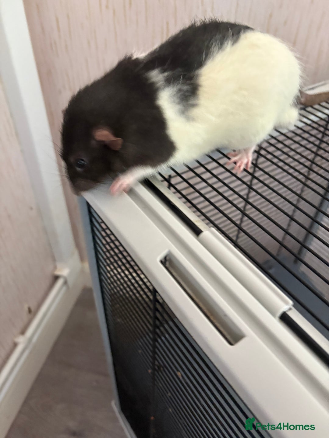 Rat rodents for sale: 2 male rats and cage  - Image 4