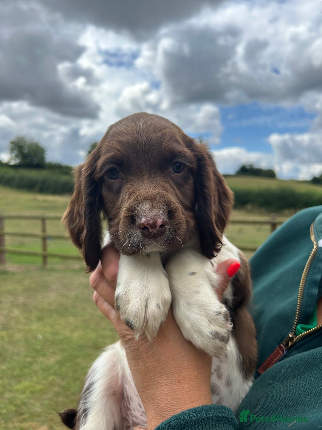 English Springer Spaniel dogs for sale: KC Working Springer Spaniel Puppies - Image 23