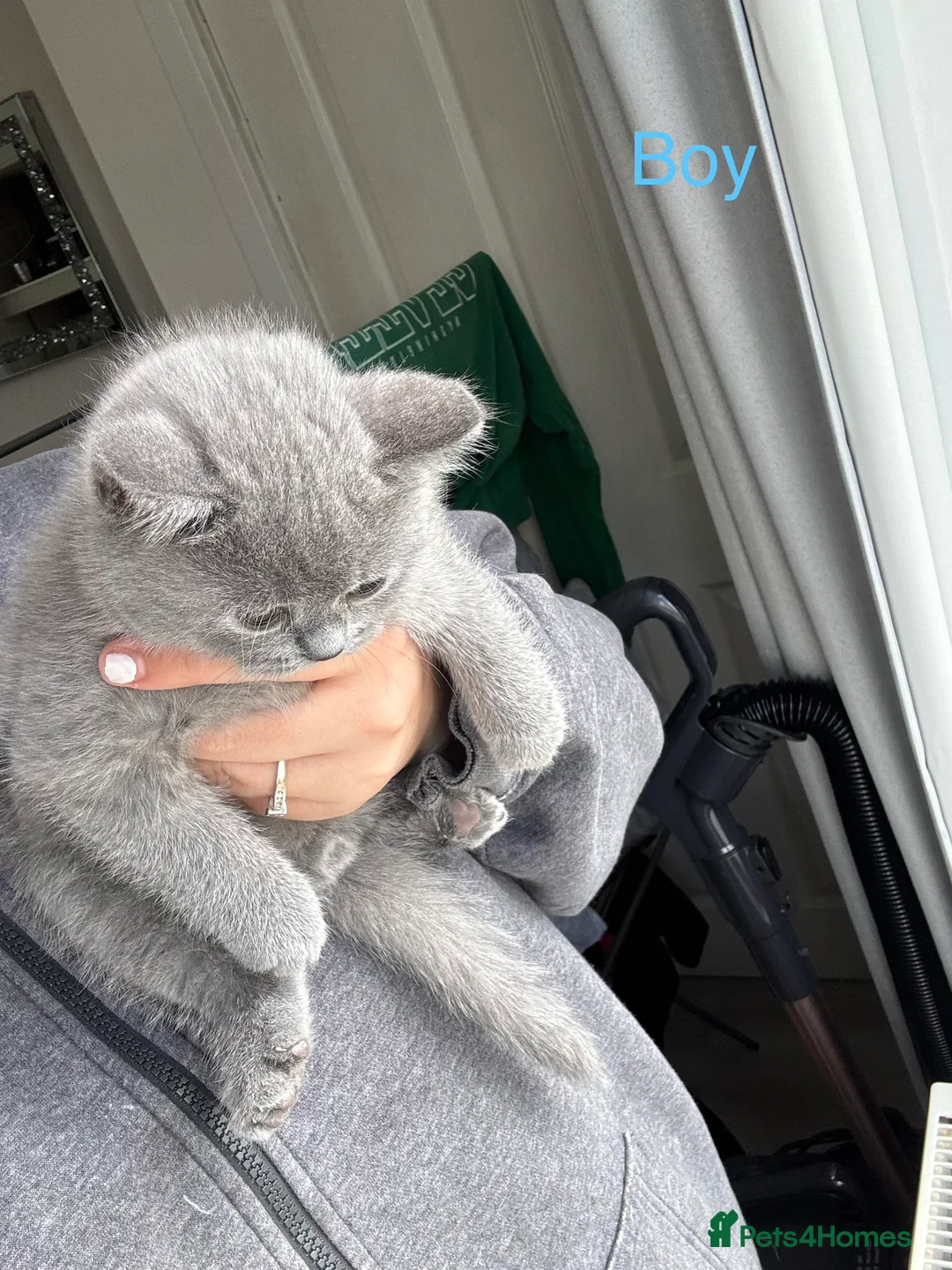 British Shorthair cats for sale: Beautiful British Shorthair Kittens  - Advert 1