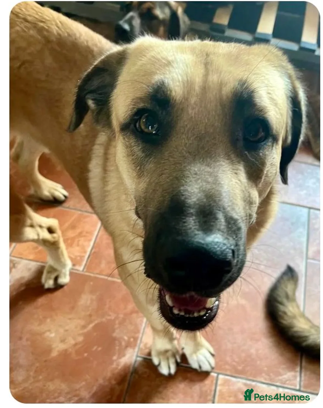 Mixed Breed dogs for adoption: 🐾 Meet Nita ❤️ - Advert 2