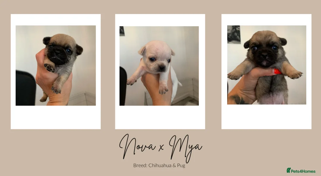 Chihuahua dogs for stud: Unique Chihuahua for Stud 🐾 in Southampton - Advert 16