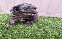 Cockapoo dogs for sale: Gorgeous cockapoo puppies - Image 4