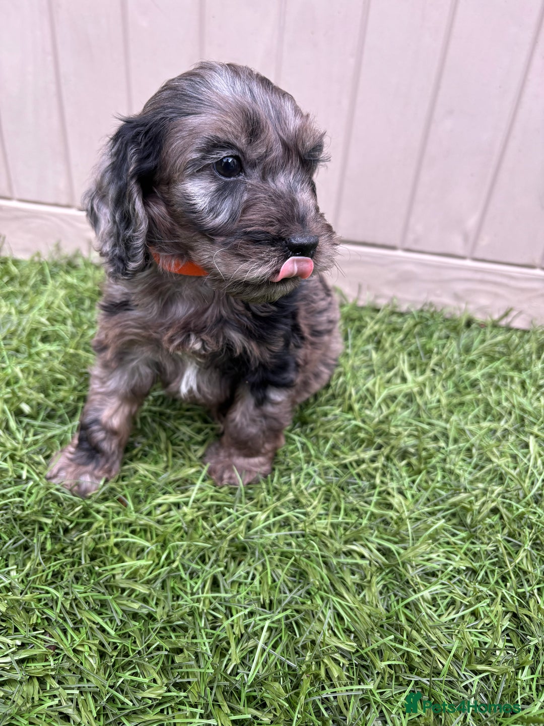Cockapoo dogs for sale: Gorgeous cockapoo puppies - Image 4