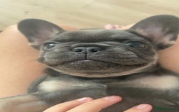 French Bulldog dogs for sale: French bulldog puppies  - Image 7