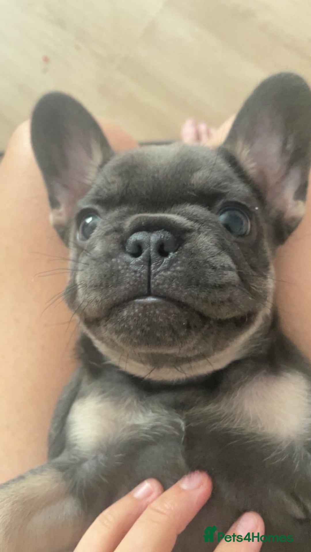 French Bulldog dogs for sale: French bulldog puppies  - Image 7