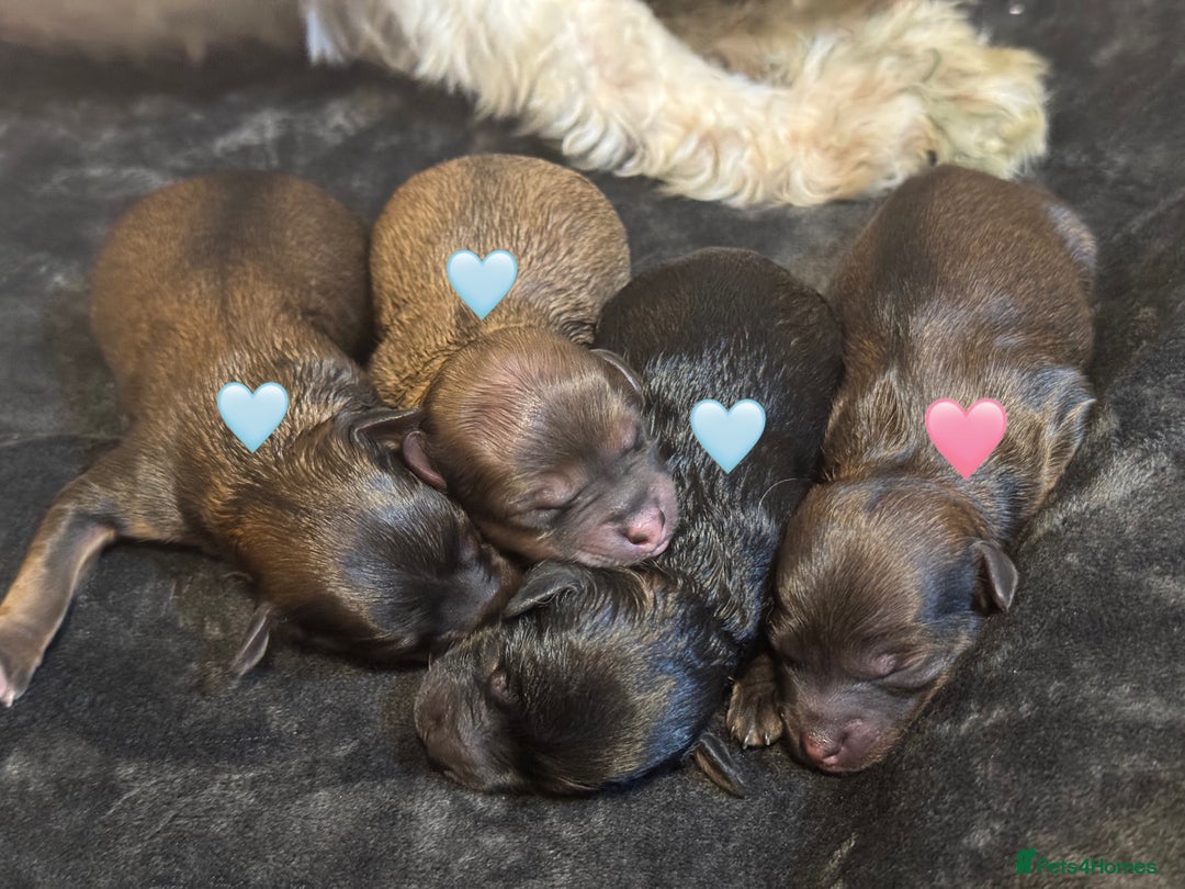 Maltipoo dogs for sale: Maltipoo puppy’s  - Advert 1